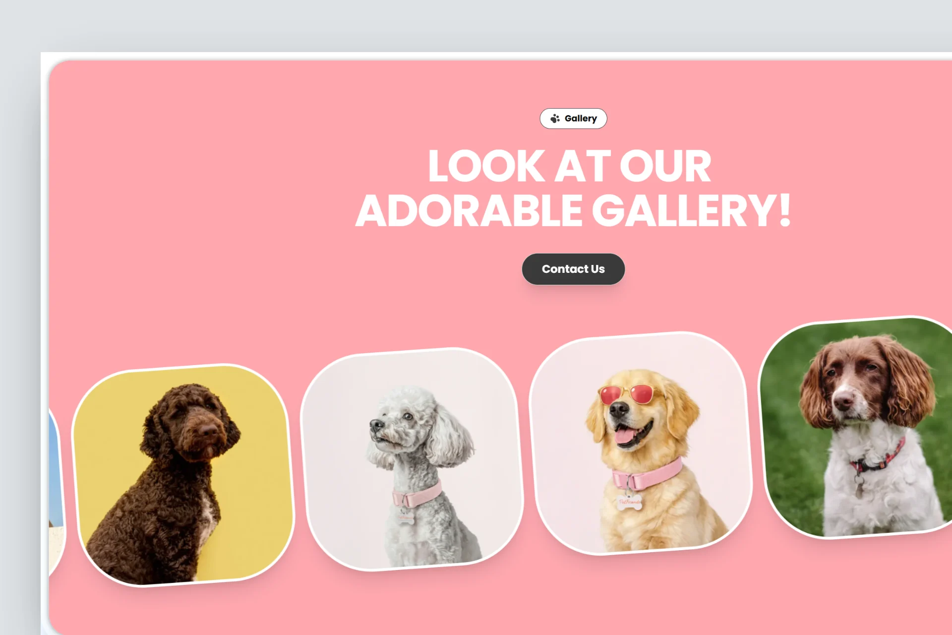 Dog Daycare & Boarding in Palm Beach